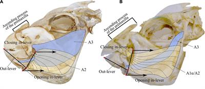 Are Feeding Modes Concealing Morphofunctional Diversity? The Case of the New World Parrotfishes